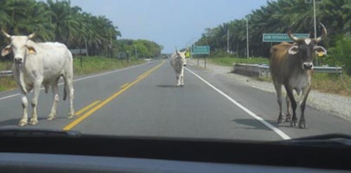 Saiba o que fazer quando encontrar animais na pista