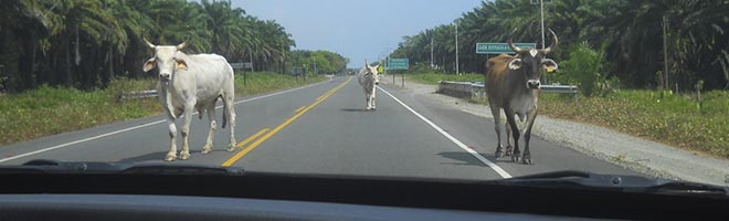 Saiba o que fazer quando encontrar animais na pista