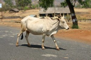 Diminui o número de animais atropelados em rodovias concedidas