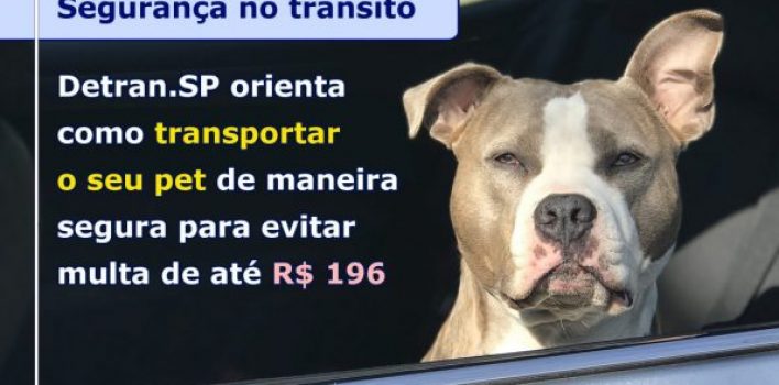 DETRAN.SP ORIENTA COMO TRANSPORTAR O SEU PET DE MANEIRA SEGURA PARA EVITAR MULTA DE ATÉ R$ 196