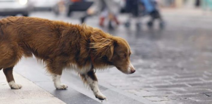 Agora é lei em SP: se atropelar animal, motorista terá que socorrê-lo