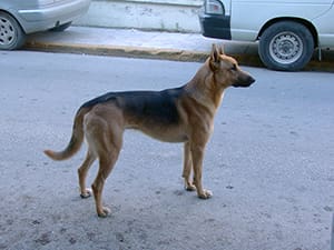 Projeto torna obrigatória a prestação de socorro a animal atropelado