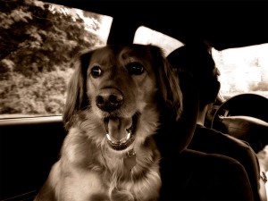 Transporte incorreto de animais é infração. Veja como evitar