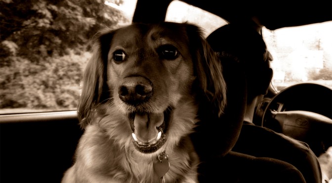 Regras de trânsito para o transporte de animais no carro