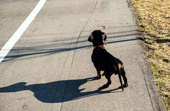 Matar ou ferir animais na direção do veículo pode virar crime de trânsito