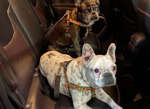 Saiba qual é a forma correta para transportar animais no carro ou no ônibus