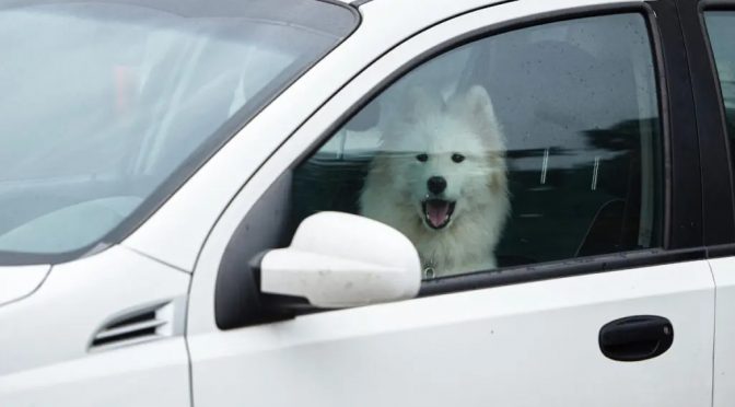 Deixar o animal sozinho no carro pode gerar multas de trânsito?